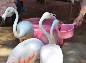 View of birds