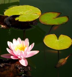 Close-up of lotus water lily in pond