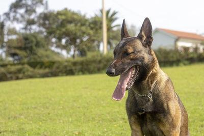 Close-up of a dog looking away