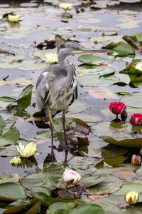 Close-up of bird perching on lake
