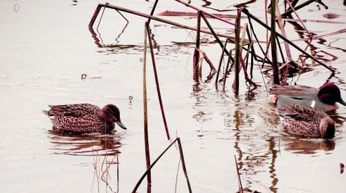 View of duck swimming in lake