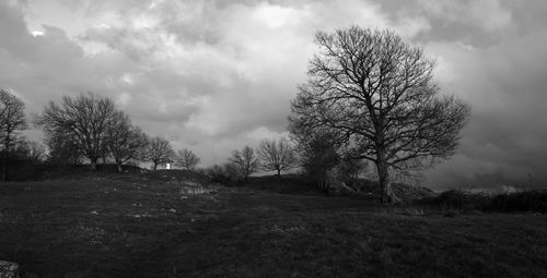 Bare trees on field against sky