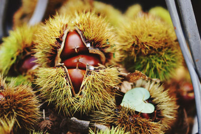 Close-up of pineapple