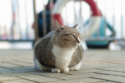 Portrait of cat sitting on floor