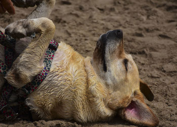 Close-up of dog on beach