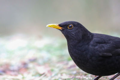 Close-up of bird perching