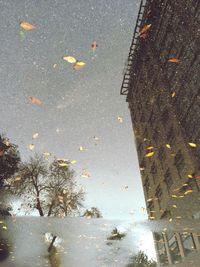 Reflection of trees in puddle