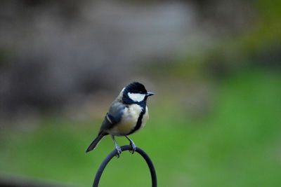 Close-up of bird perching on metal