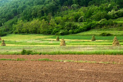 View of sheep on landscape