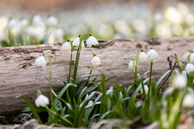 Close-up of white flowering plants