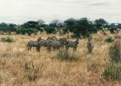 Giraffe standing on grassy field