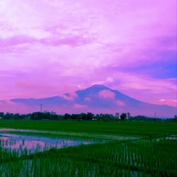 Scenic view of field against sky during sunset