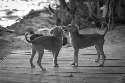Dogs standing in a farm