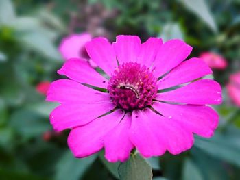 Close-up of pink flower blooming outdoors