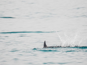 View of fish swimming in sea