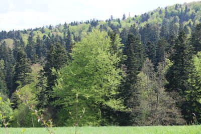 Scenic view of pine trees against sky