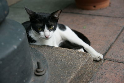 Close-up portrait of cat on retaining wall