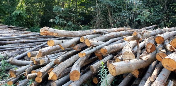 Stack of logs in forest