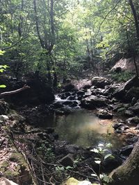 Scenic view of waterfall in forest