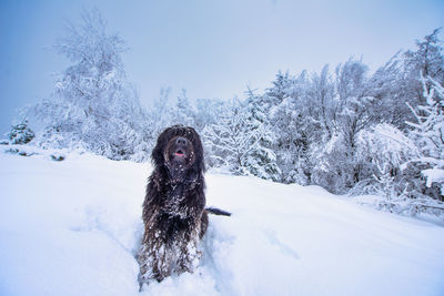 Dog on snow covered land