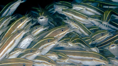 Close-up of fish swimming in sea