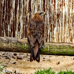 Close-up of bird perching on wood