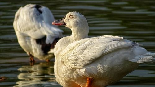 Close-up of duck in lake