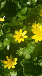 Close-up of yellow flowers blooming outdoors