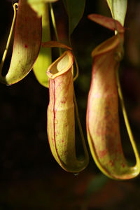 Close-up of pitcher plants