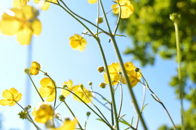 Low angle view of yellow flowering plants against sky