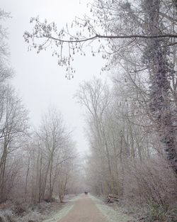 View of trees against sky