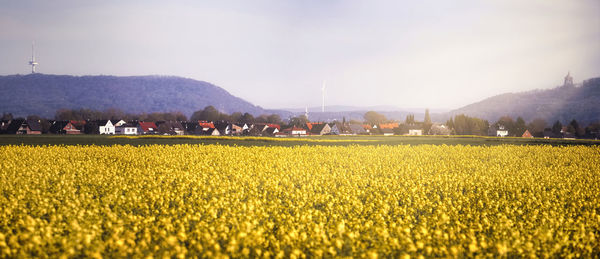 Yellow flowers growing on field against sky