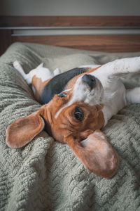 Beagle dog lying on a pillow, sleeping, sad, funny face, big ears.