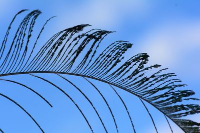 Low angle view of peacock feather tree against sky