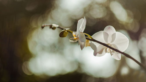 Close-up of white flowering plant