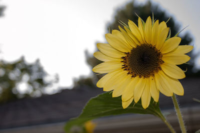 Close-up of yellow sunflower