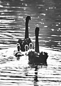 Birds swimming in lake