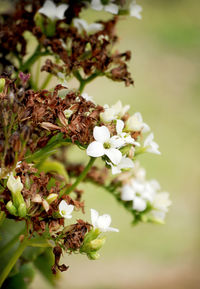 Close-up of white cherry blossoms in spring