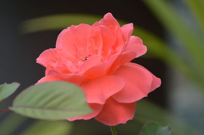 Close-up of pink rose flower