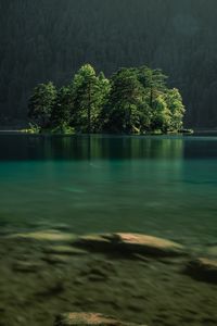 Scenic view of lake against trees in forest