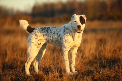 Portrait of a dog on field