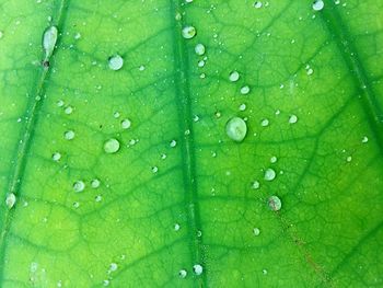 Close-up of water drops on leaf