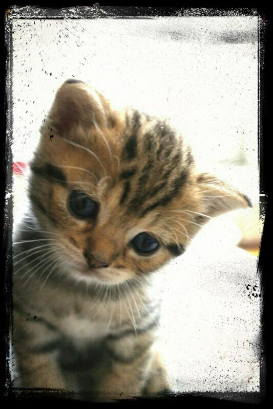 one animal, animal themes, pets, domestic animals, mammal, transfer print, domestic cat, portrait, whisker, auto post production filter, close-up, looking at camera, cat, animal head, indoors, feline, zoology, front view, focus on foreground