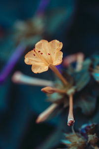 Close-up of flowering plant against blurred background