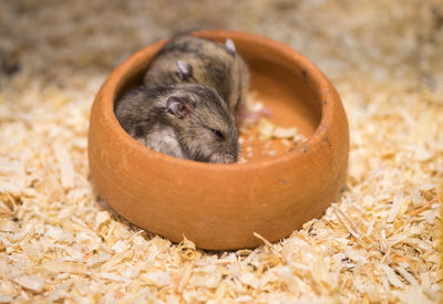 Close up little hamster in a bowl