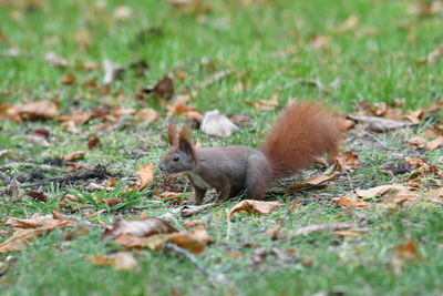 Squirrel on field