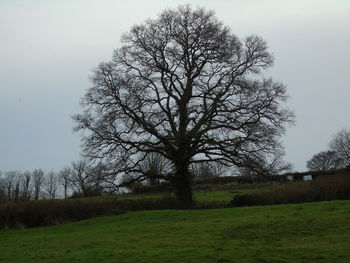 Bare trees on grassy field