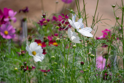 Close-up of white flowering plants on field