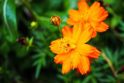 Close-up of orange day lily blooming outdoors