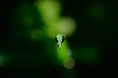 Close-up of water drop on leaf